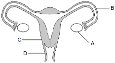 reproduction and development, human female reproductive system fig: lenv62018-examw_g7.png